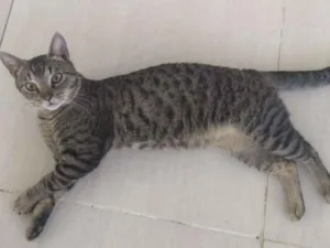 Gato raça SRD idade 7 a 11 meses nome Nino