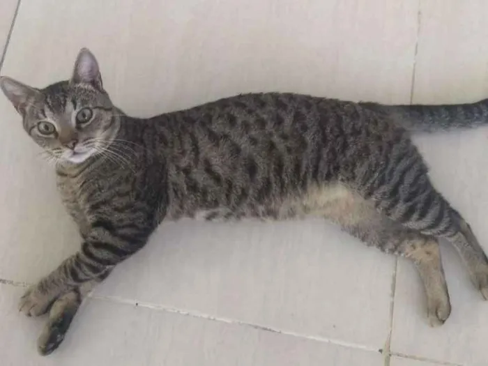 Gato ra a SRD idade 7 a 11 meses nome Nino