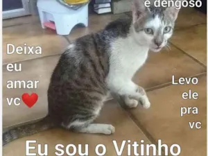 Gato raça SRD-ViraLata idade 2 anos nome Vitinho