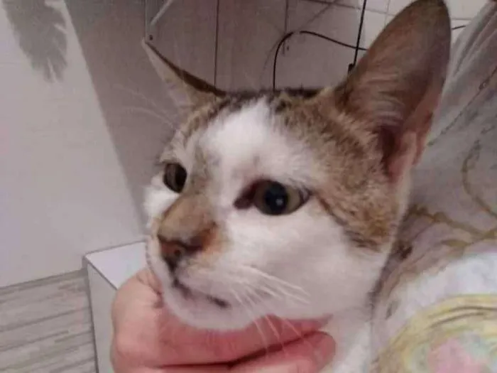 Gato ra a SRD-ViraLata idade 2 anos nome Vitinho