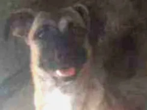 Cachorro raça SRD idade 2 anos nome Estrela 