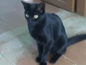 Gato raça SRD idade 2 a 6 meses nome Alice 