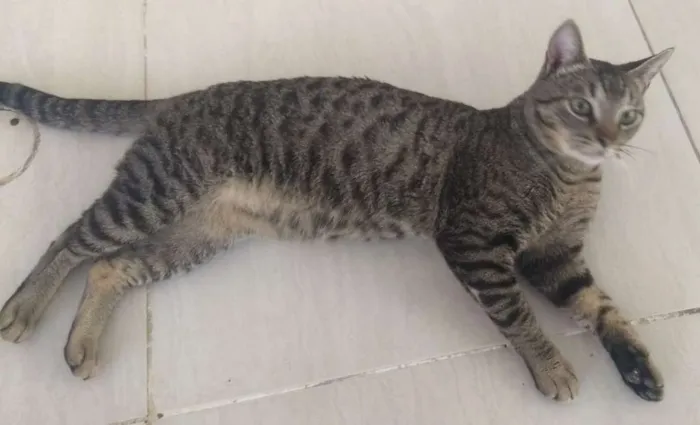 Gato ra a SRD idade 7 a 11 meses nome Nino