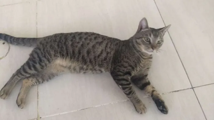 Gato ra a SRD idade 7 a 11 meses nome Nino