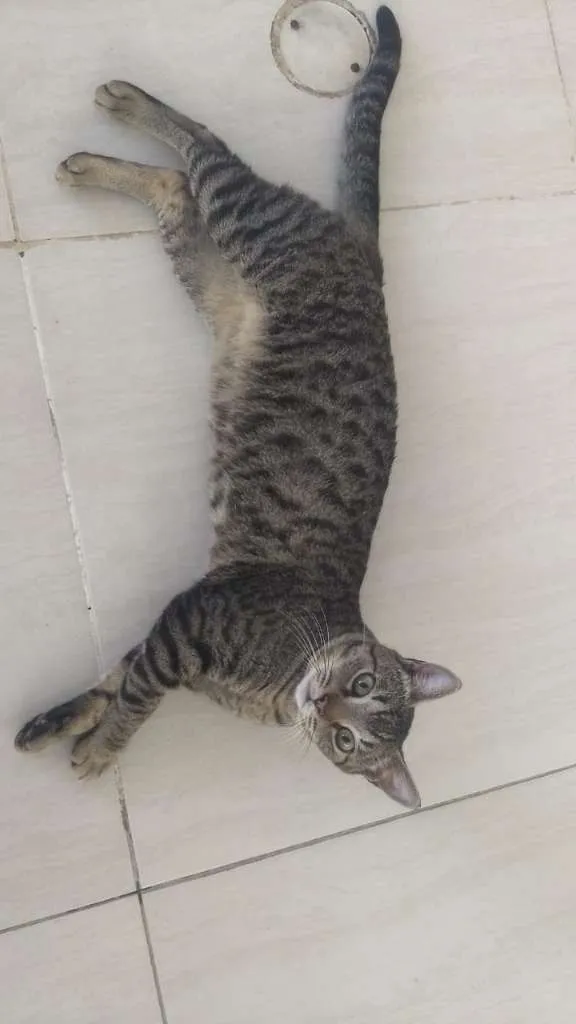 Gato ra a SRD idade 7 a 11 meses nome Nino