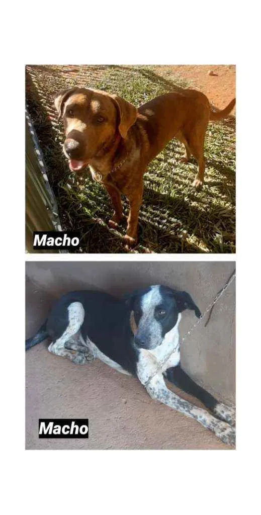 Cachorro ra a SRD idade 7 a 11 meses nome Frodo
