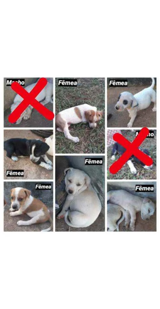 Cachorro ra a SRD idade Abaixo de 2 meses nome Sem nome