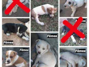 Cachorro raça SRD idade Abaixo de 2 meses nome Sem nome