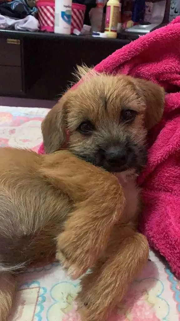 Cachorro ra a Vira-latas  idade 2 a 6 meses nome Não tem nome 