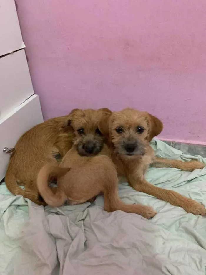 Cachorro ra a Vira-latas  idade 2 a 6 meses nome Não tem nome 