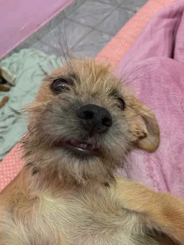 Cachorro ra a Vira-latas  idade 2 a 6 meses nome Não tem nome 