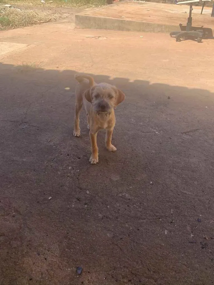 Cachorro ra a Vira-latas  idade 2 a 6 meses nome Não tem nome 