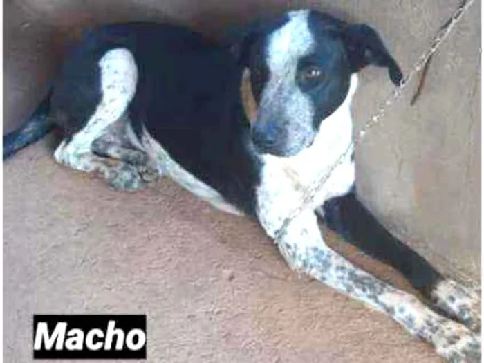 Cachorro ra a SRD idade 7 a 11 meses nome Frodo
