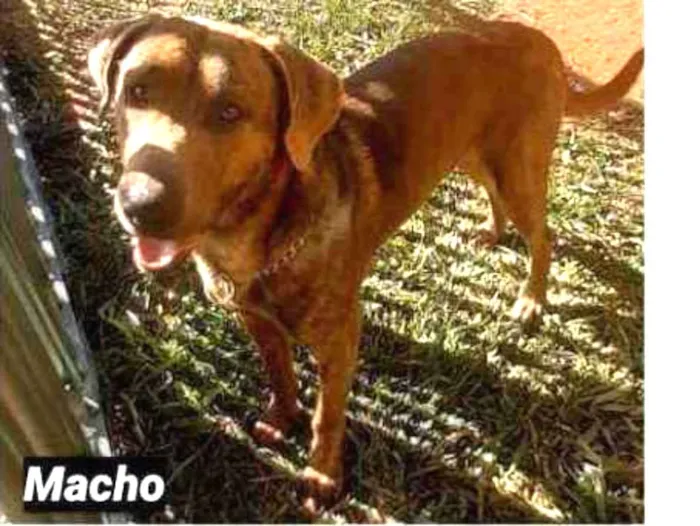 Cachorro ra a SRD idade 7 a 11 meses nome Frodo