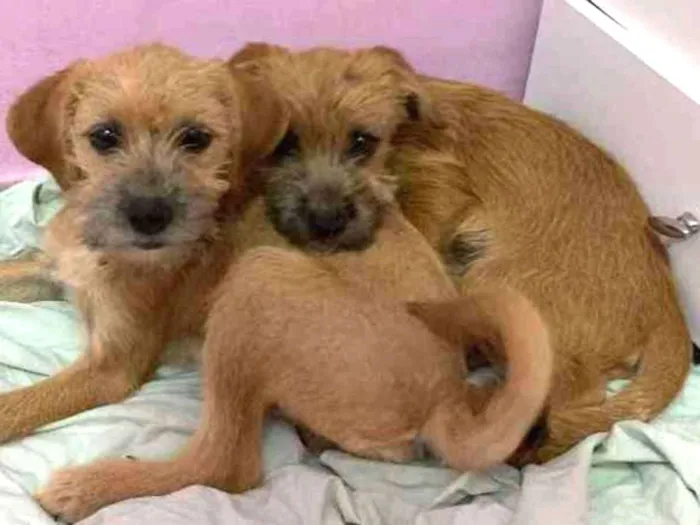 Cachorro ra a Vira-latas  idade 2 a 6 meses nome Não tem nome 