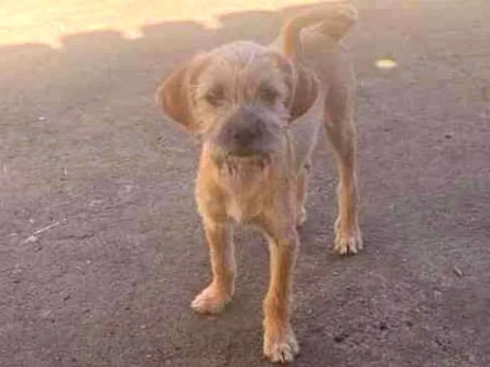 Cachorro ra a Vira-latas  idade 2 a 6 meses nome Não tem nome 