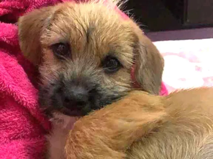 Cachorro ra a Vira-latas  idade 2 a 6 meses nome Não tem nome 