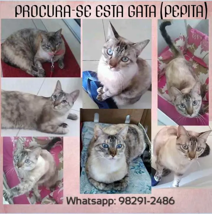 Gato ra a  idade 4 anos nome Pepita