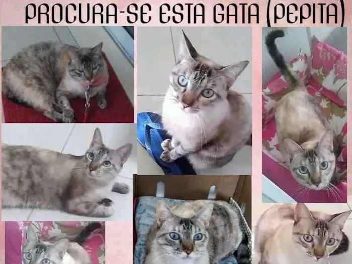 Gato ra a  idade 4 anos nome Pepita