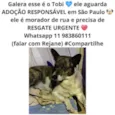 Tobi