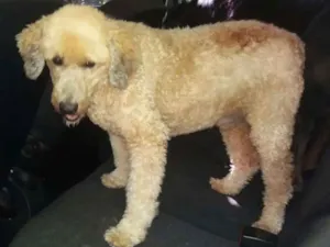 Cachorro raça Poodle Grande idade 6 ou mais anos nome Bob GRATIFICA
