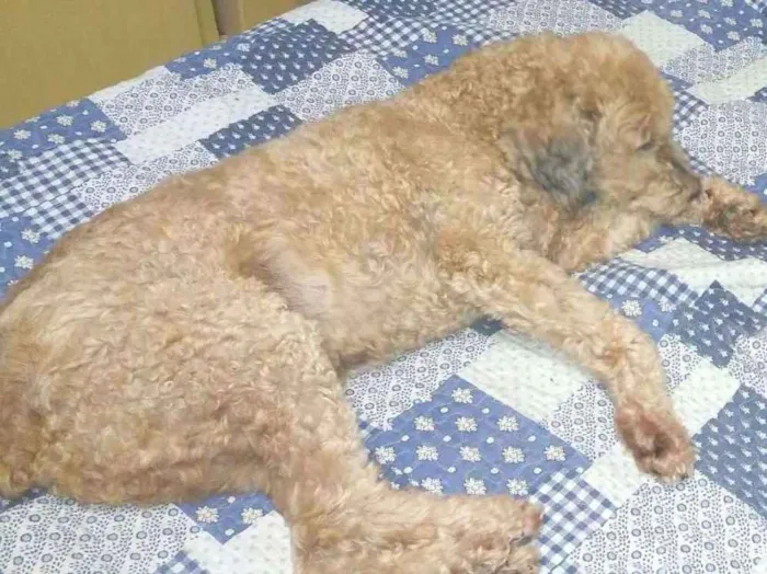 Cachorro ra a Poodle Grande idade 6 ou mais anos nome Bob GRATIFICA