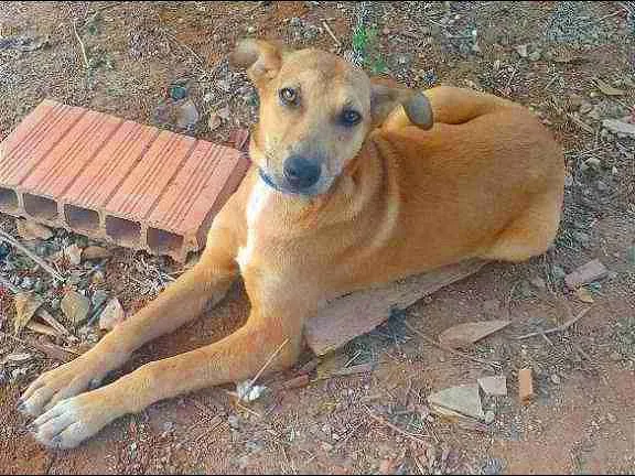 Cachorro ra a desconhecida  idade 7 a 11 meses nome Suzi/Mégui