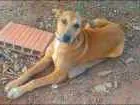 Cachorro raça desconhecida  idade 7 a 11 meses nome Suzi/Mégui