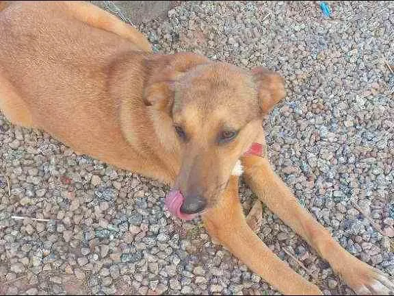 Cachorro ra a desconhecida  idade 7 a 11 meses nome Suzi/Mégui