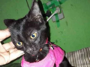 Gato raça SRD idade 2 a 6 meses nome Pérola 