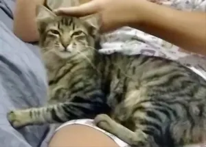 Gato raça SRD idade 2 a 6 meses nome Mimoso 