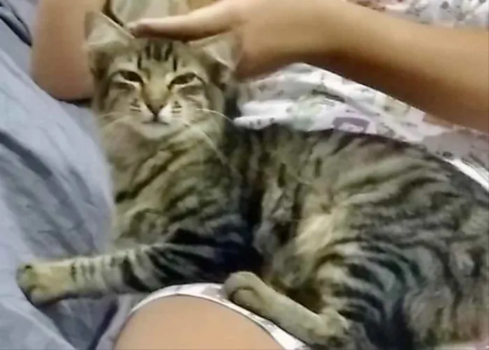 Gato ra a SRD idade 2 a 6 meses nome Mimoso 