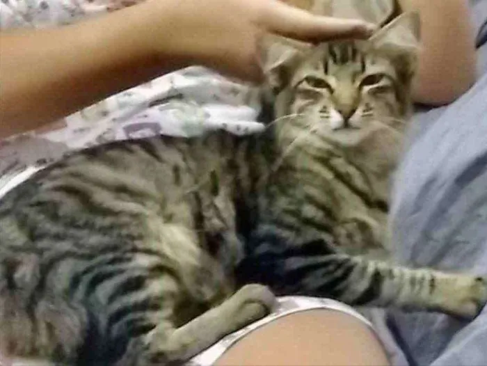 Gato ra a SRD idade 2 a 6 meses nome Mimoso 