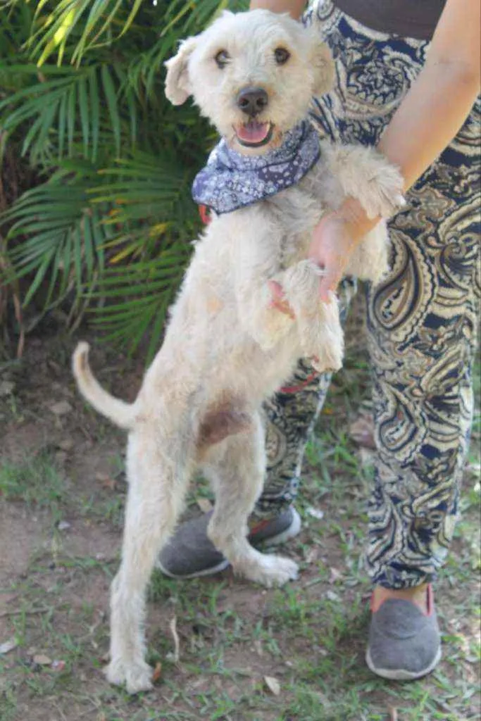 Cachorro ra a SRD idade 4 anos nome Bob