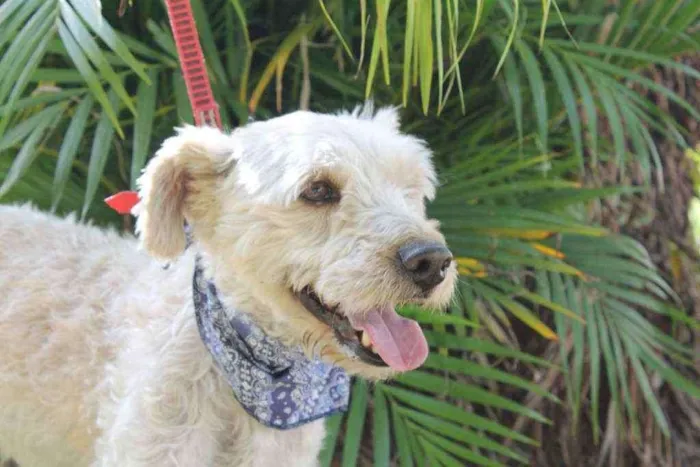 Cachorro ra a SRD idade 4 anos nome Bob