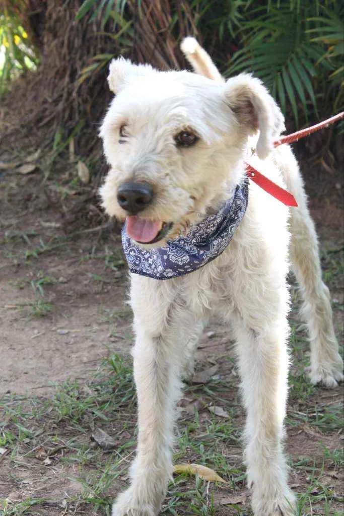 Cachorro ra a SRD idade 4 anos nome Bob