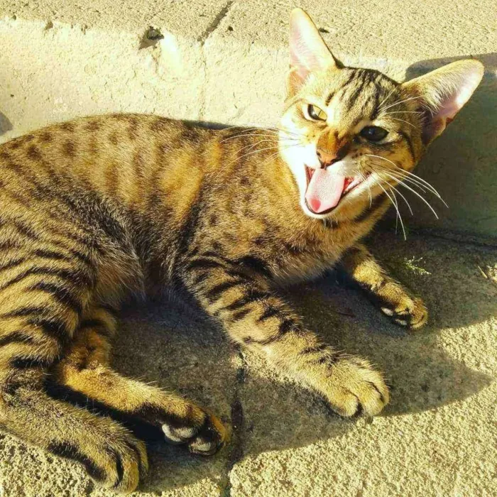 Gato raça Vira-lata idade 2 a 6 meses nome Morfeu