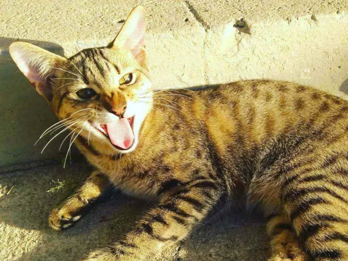 Gato raça Vira-lata idade 2 a 6 meses nome Morfeu