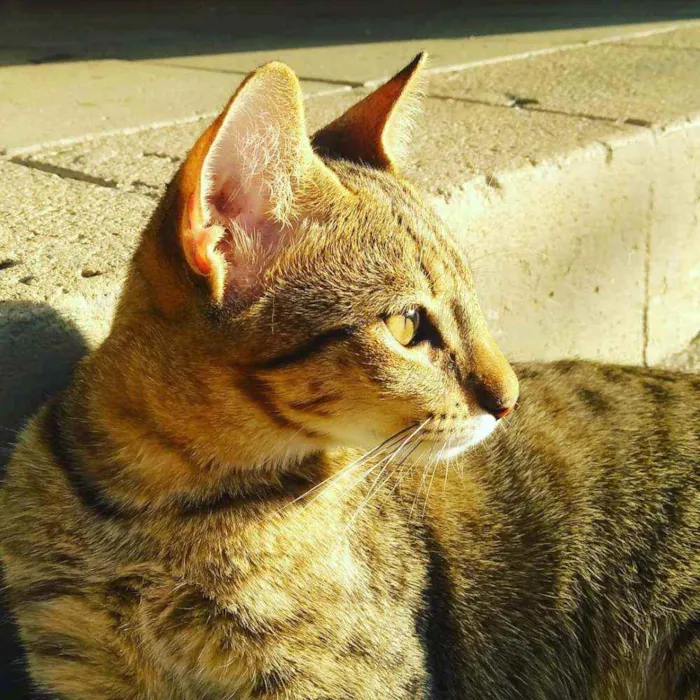Gato raça Vira-lata idade 2 a 6 meses nome Morfeu
