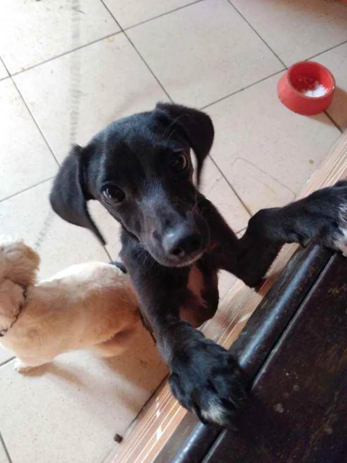 Cachorro ra a Vira lata idade 7 a 11 meses nome Athena