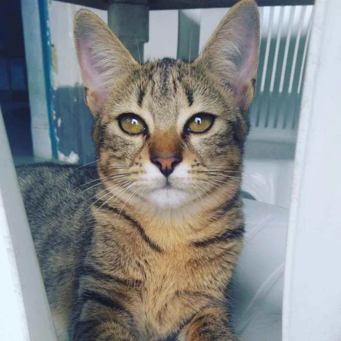 Gato raça Vira-lata idade 2 a 6 meses nome Íris