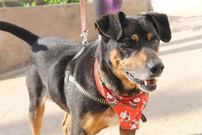Cachorro ra a SRD idade 6 ou mais anos nome Fred
