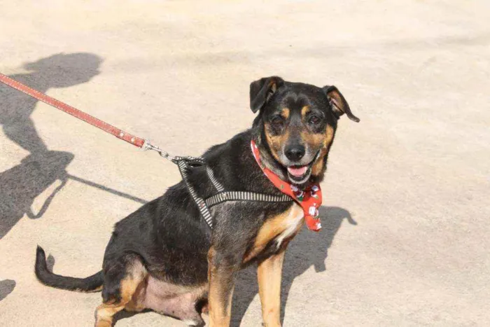 Cachorro ra a SRD idade 6 ou mais anos nome Fred
