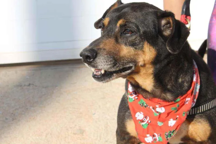Cachorro ra a SRD idade 6 ou mais anos nome Fred
