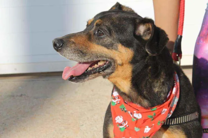 Cachorro ra a SRD idade 6 ou mais anos nome Fred