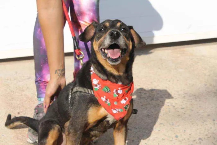 Cachorro ra a SRD idade 6 ou mais anos nome Fred