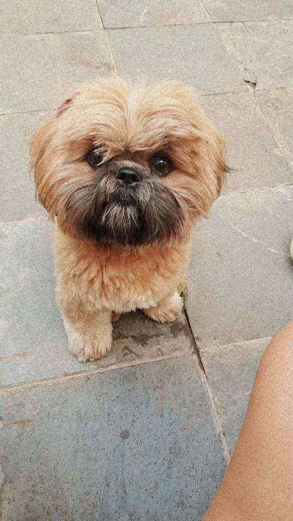 Cachorro ra a Shih tzu idade 7 a 11 meses nome Kiara