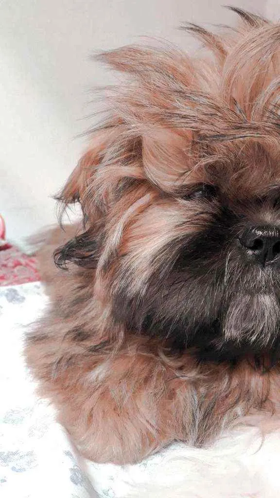 Cachorro ra a Shih tzu idade 7 a 11 meses nome Kiara