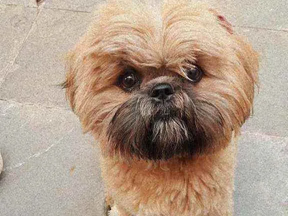 Cachorro ra a Shih tzu idade 7 a 11 meses nome Kiara