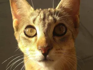 Gato raça Vira-lata idade 2 a 6 meses nome Tesla